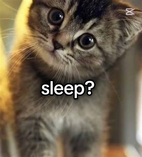 how do u sleep? #funny #capcut