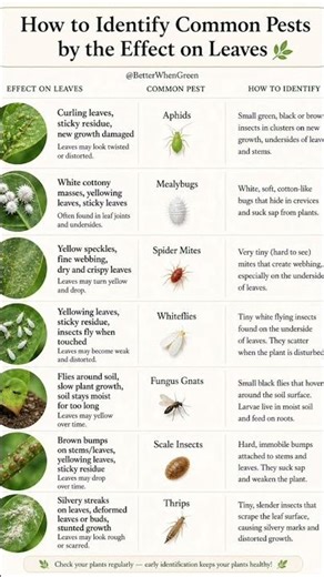 How to Identify Common Pests by Leaf Damage 🌿