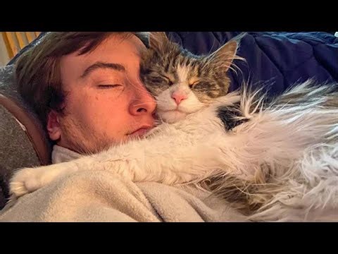 Cats who won’t sleep unless cuddled by their human
