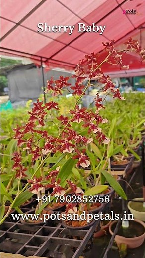 Sharry Baby – The Orchid That Smells Like Dessert 🍫