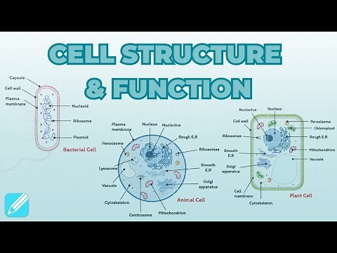 Cell Structure & Function: Bacteria, Animal and Plants