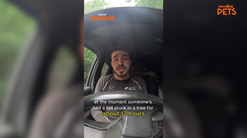 Tree Surgeon Rescues Cat Stuck After Storm