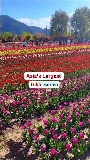 Tulip Garden 2026, Srinagar ,Asia’s Largest Tulip Garden Srinagar, Best Time to Visit Tulip Festival