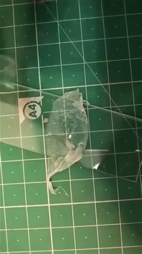 Onion Cells in Microscope #science #biology #anatomy_ #neet