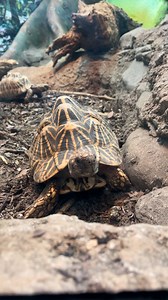 In a hares world, be a tortoise... or sloth 😴 See the incredible Indian Star Tortoise at ARC - our Amphibian and Reptile Conservation experience 🐢✨ | Taronga Zoo Sydney