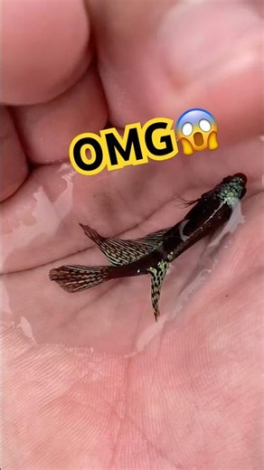 Wild betta grows up🐠#bettafishtank #wildbetta
