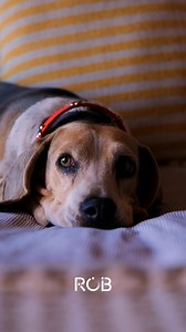 Porque solo queremos que dejen huellas en nuestra vida, no en nuestro piso 😅 Compra tu aspiradora hoy mismo en Max o La Roboteca. | La Roboteca