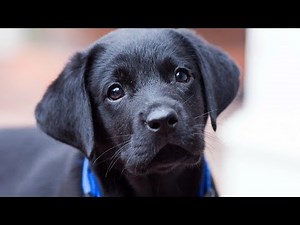 dog barking sound video (labrador) 😱
