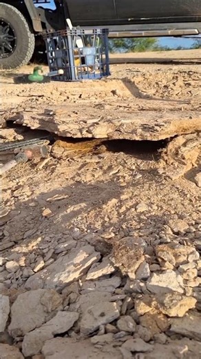 #fossil Tyrannosaurus rex Fossil #metaldetecting
