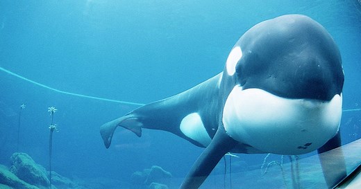 ¿Qué pasó con Keiko?: Historia de la única orca liberada después de vivir en cautiverio