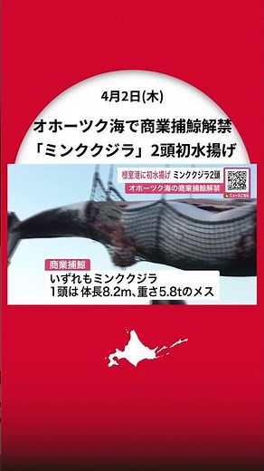 【オホーツク海で商業捕鯨解禁】根室港に『ミンククジラ』2頭が初水揚げ＿体長8.2メートルのメスも「脂がのって大きい」釧路で解体・競りへ…今季33頭捕獲目指す〈北海道〉