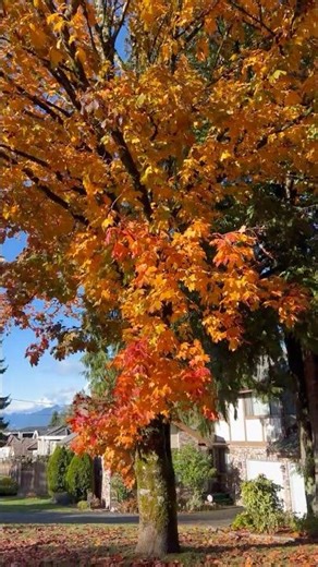 Autumn Blaze Maple Tree with Falling Leaves #Autumn