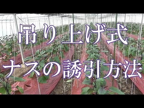 How to train eggplants (string training)