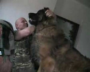 Hercules one of the worlds biggest dogs!!!