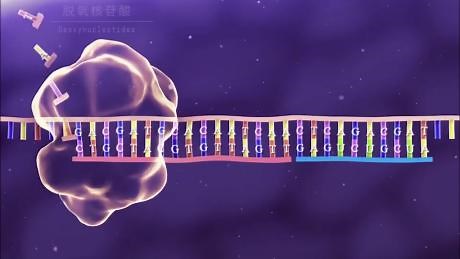 「生物」DNA分子复制的过程