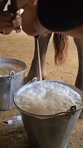 169K views · 1K reactions | Locally Method Milking Cow Milk. #dairyfarming #dairy #dairyfarm #agricultureworldwide #goviralreels | Livestock Farmer | Facebook