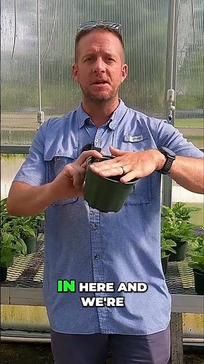 Eliminate Plant Pathogens with Hydrogen Peroxide A Greenhouse Guide