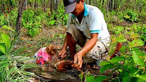 Baby Soo finding food in forest with his grandfather, What's food grandfather and Soo found? | Monkey Soo