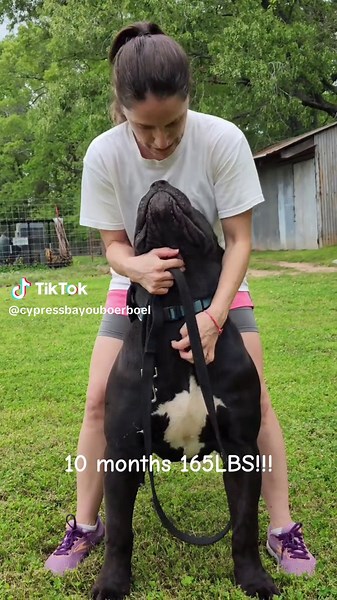 Here on the ranch we are very proud of how big Lobo is growing and progressing. At the time of this video he was 10.5 months old and 165lbs. #boerboel #boerboelsoftiktok #southafricanboerboel #bigdog #bigdogs #workingdog #life #love #happy #bigpuppy #nba #nfl #mlbb #beauty #protection