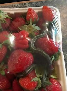 75K views · 43 reactions | Comme chaque dimanche, je faisais mes...