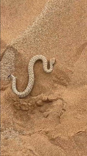 A "sand snake"—African Safari Wildlife Documentary (4K) | Subscribe to African Safari Guide