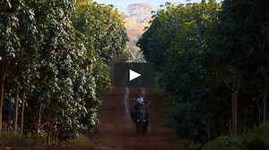 Last of the Elephant Men