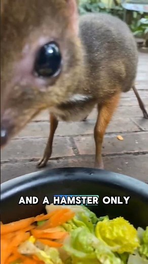The Smartest Tiny Animal