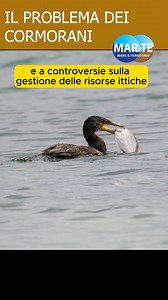 CORMORANI, UN PROBLEMA PER LA PESCA | MAR-TE.tv l'informazione e la promozione