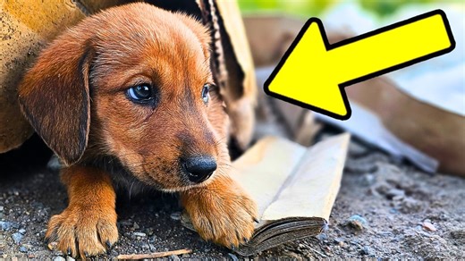 63K views · 3.3K reactions | She Was Scared to Death After Being Left Alone | Paw Squadron | Facebook