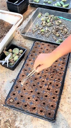 How to Propagate Cactus Plants Easily (Step-by-Step) 🌵✨