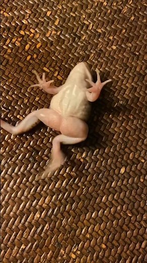 Fat Frog Flopping Around 🐸😂 #frog #funny #cute #cutefrog #pets #pet #silly