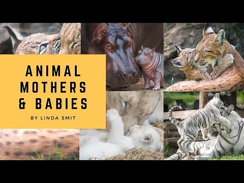 A MOTHER'S LOVE: adorable animal MOTHER & BABIES moments. Being a mother can be amazing and tough