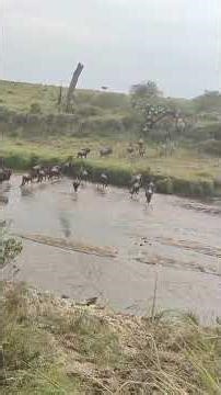 Sand River Crossing to Tanzania 🌊🦓🐃