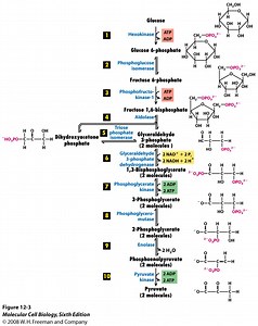 Glycolysis and MCQs for GPAT, NEET, CSIR NET, UPSC - Gpatindia: Pharmacy Jobs, Admissions, Scholarships, Conference,Grants, Exam Alerts