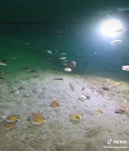 How Clams Swim: The Art of Shellfish Movement Explained