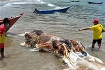 神似外星物种！不明生物尸体被冲上马来西亚海滩：正在鉴定DNA