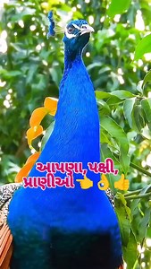 26K reactions · 3.7K shares | #### આપણા પક્ષી પ્રાણીઓ ##✊ # # # #✊ # #✊ | Vaghaji Shivaji Thakor | Facebook