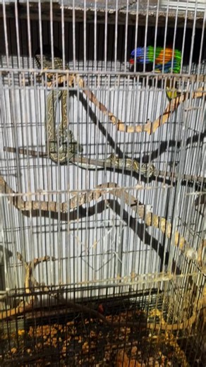 Carpet python in with with the pet Lorikeet!!! #snake #snakes #reptile #reptiles #birds #qld #australia | Sunshine Coast Snake Catchers 24/7