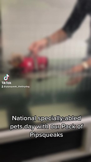 Our pack of pipsqueaks inspire us to keep on moving even when things get tough. #speciallyabledpetsday #inspiration | Pipsqueak