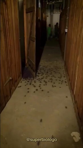 Cucarachas Corriendo 🪳🤯| Final Inesperado 🙊