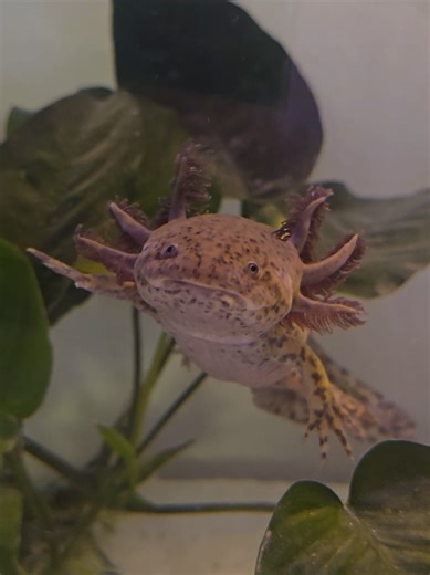Discover the Joy of Axolotls in Your Aquarium