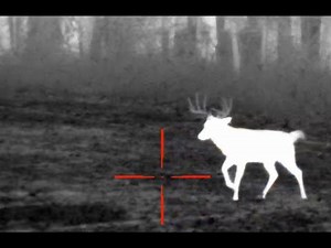ATN Thor 4 Big buck chased by Coyote. Right place at the right time Thermal Night Hunting Coyotes