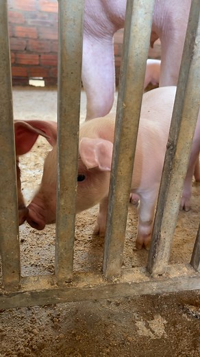 6.2K views · 40 reactions | Adorable piglets crying to find food | Pig Videos | Facebook