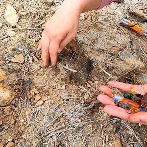 251K views · 2.3K reactions | Alaska giant red crab | Pitogo High School Official | Facebook