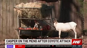 Sheepdog fights off and kills eight coyotes to protect his herd