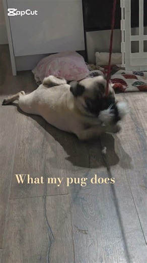 My pug vs. other dogs #puglife #cutepug #puglove