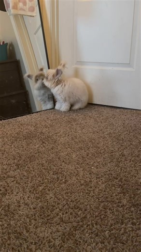 Meet My Adorable English Angora Bunny