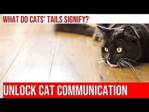 Understanding Your Cat: The Significance of Tail Position