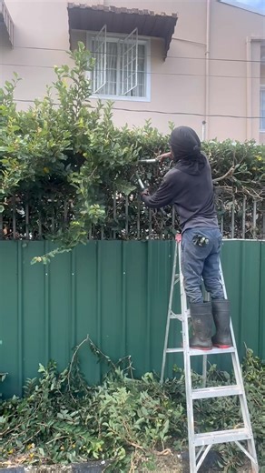 Ivy pruning! | Cedar Roots Solutions