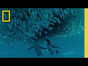 Clever Galápagos Penguins Feast on Anchovies | Secrets of the Penguins | National Geographic